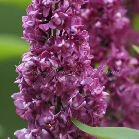 Сирень "Шарль Жоли" / Syringa vulgaris "Charles Joly" — фото 4