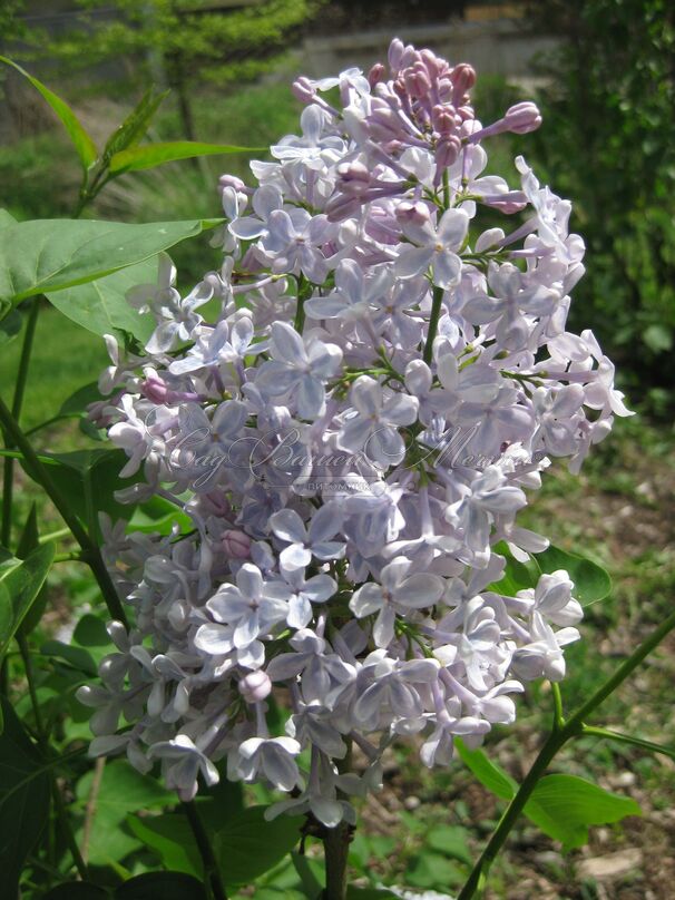 Сирень "Чарльз Линдберг" / Syringa vulgaris "Charles Lindbergh" — фото 2
