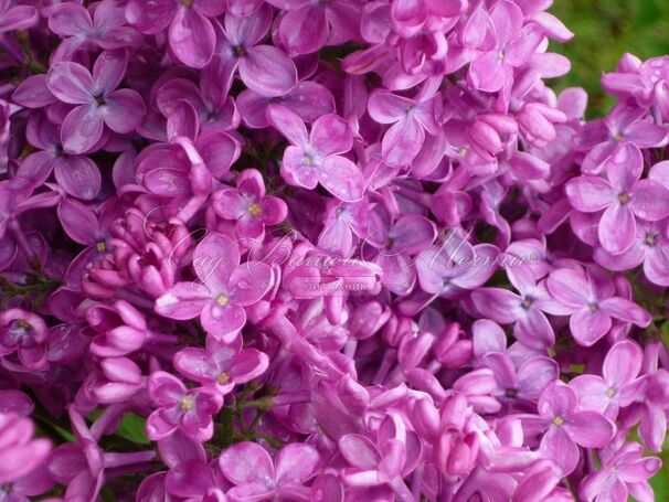 Сирень "Конго" / Syringa vulgaris "Congo" — фото 2