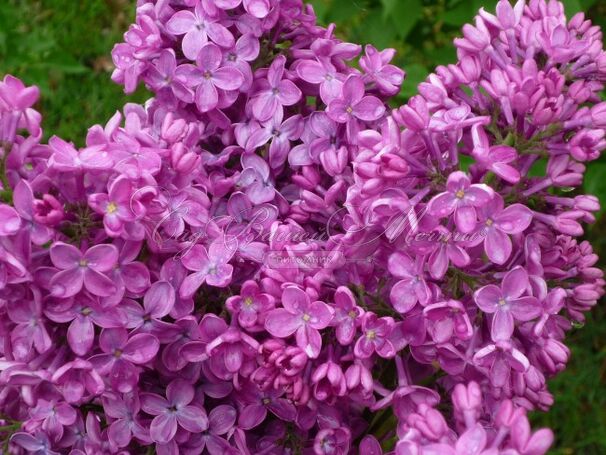 Сирень "Конго" / Syringa vulgaris "Congo" — фото 3