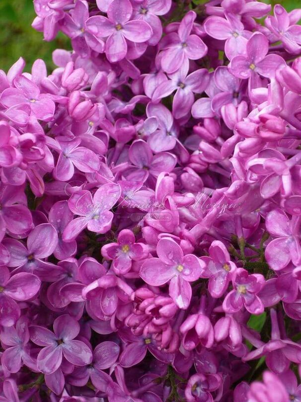 Сирень "Конго" / Syringa vulgaris "Congo" — фото 4