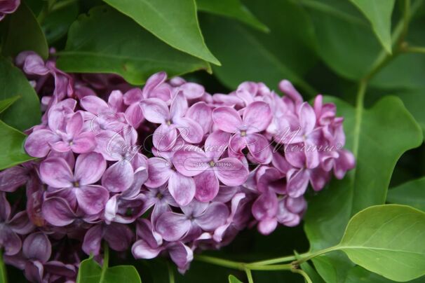 Сирень "Конго" / Syringa vulgaris "Congo" — фото 5