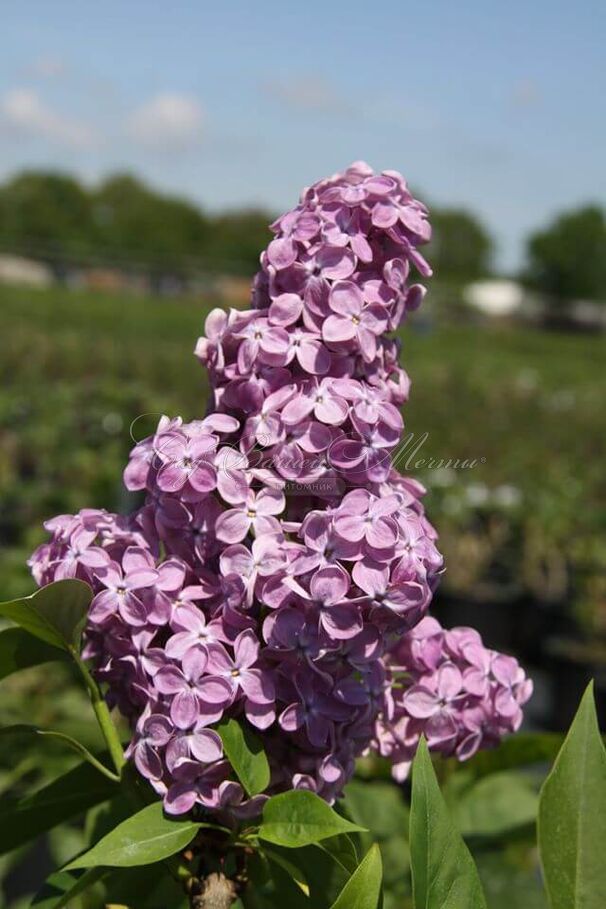 Сирень "Конго" / Syringa vulgaris "Congo" — фото 6