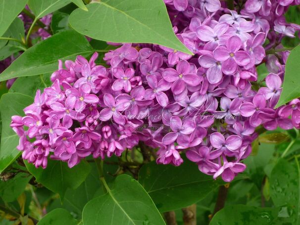 Сирень "Конго" / Syringa vulgaris "Congo" — фото 7