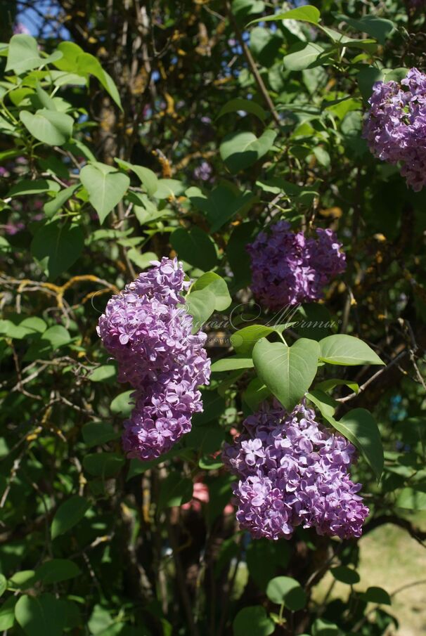 Сирень "Маршал Ланн" / Syringa vulgaris "Marechal Lannes" — фото 2
