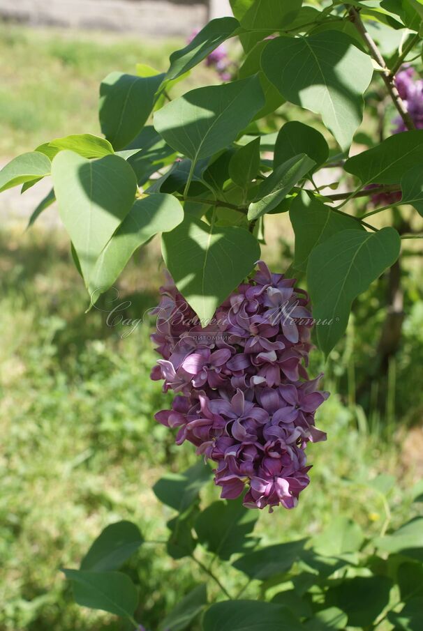 Сирень "Маршал Ланн" / Syringa vulgaris "Marechal Lannes" — фото 3
