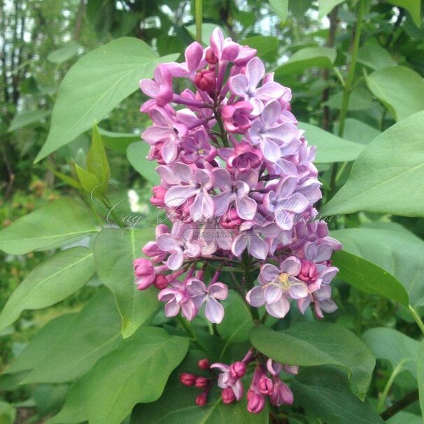 Сирень "Мари Франсе" / Syringa vulgaris "Marie Frances" — фото 2