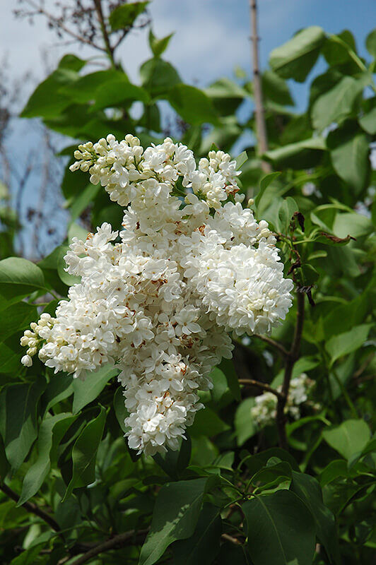 Сирень "Мисс Эллен Виллмот" / Syringa vulgaris "Miss Ellen Wilmot" — фото 2