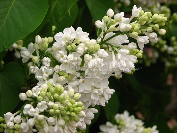 Сирень "Мисс Эллен Виллмот" / Syringa vulgaris "Miss Ellen Wilmot" — фото 4