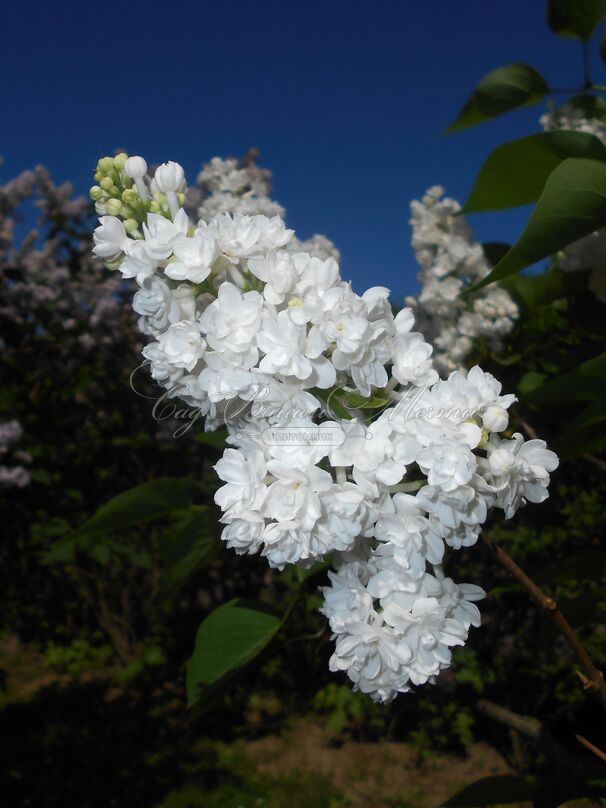 Сирень "Мисс Эллен Виллмот" / Syringa vulgaris "Miss Ellen Wilmot" — фото 5