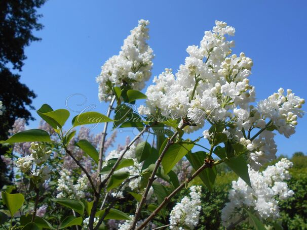 Сирень "Мисс Эллен Виллмот" / Syringa vulgaris "Miss Ellen Wilmot" — фото 6