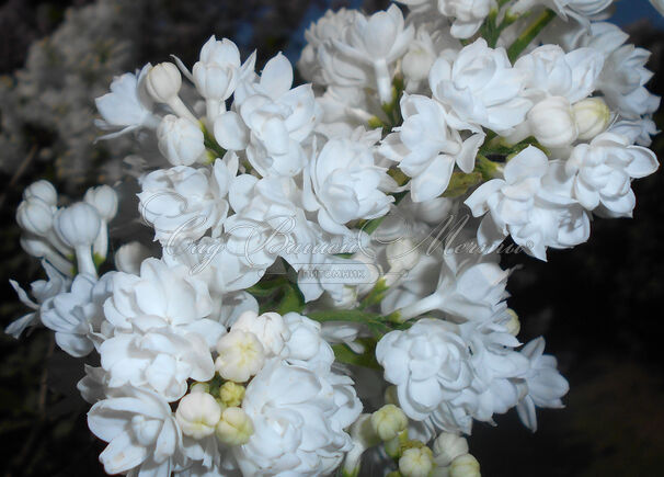 Сирень "Мисс Эллен Виллмот" / Syringa vulgaris "Miss Ellen Wilmot" — фото 7