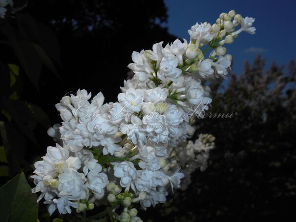 Сирень "Мисс Эллен Виллмот" / Syringa vulgaris "Miss Ellen Wilmot" — фото 8