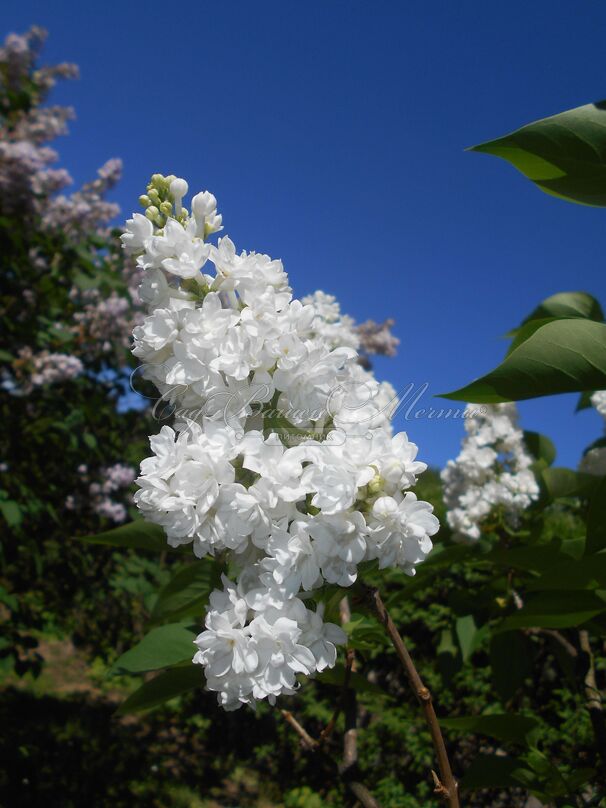 Сирень "Мисс Эллен Виллмот" / Syringa vulgaris "Miss Ellen Wilmot" — фото 9
