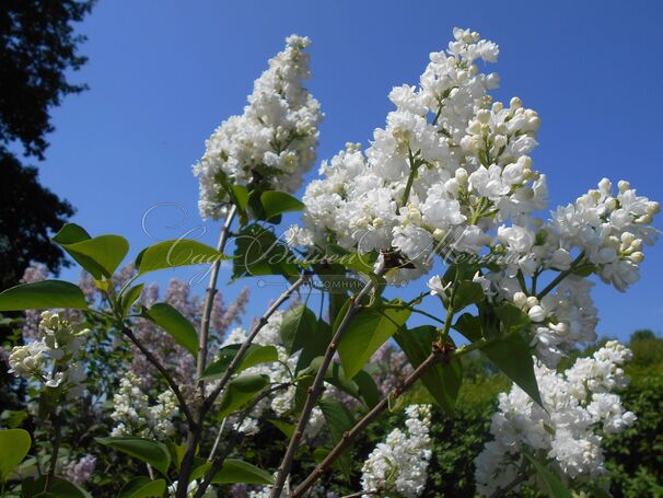 Сирень "Мисс Эллен Виллмот" / Syringa vulgaris "Miss Ellen Wilmot" — фото 10