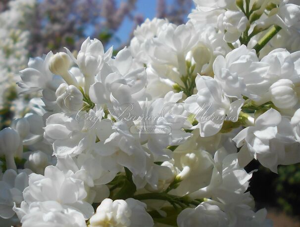 Сирень "Мисс Эллен Виллмот" / Syringa vulgaris "Miss Ellen Wilmot" — фото 11