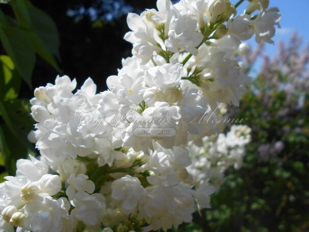 Сирень "Мисс Эллен Виллмот" / Syringa vulgaris "Miss Ellen Wilmot" — фото 12