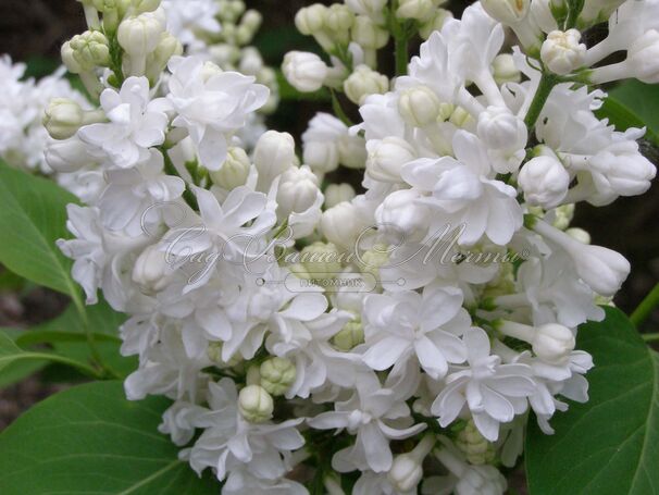Сирень "Мисс Эллен Виллмот" / Syringa vulgaris "Miss Ellen Wilmot" — фото 13