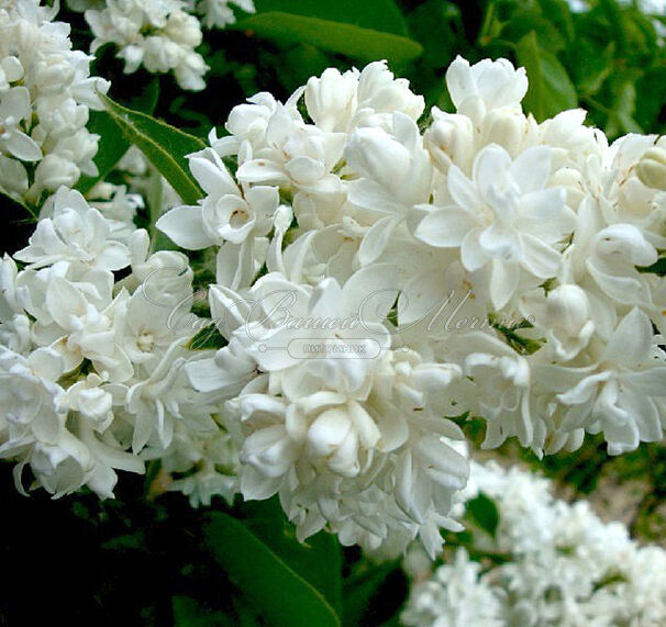 Сирень "Моник Лемуан" / Syringa vulgaris "Monique Lemoine" — фото 2