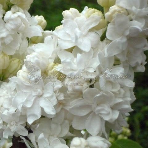 Сирень "Моник Лемуан" / Syringa vulgaris "Monique Lemoine" — фото 3