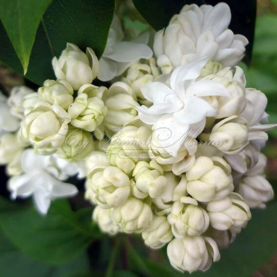 Сирень "Моник Лемуан" / Syringa vulgaris "Monique Lemoine" — фото 4
