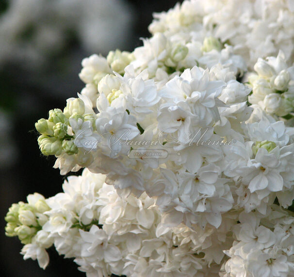 Сирень "Моник Лемуан" / Syringa vulgaris "Monique Lemoine" — фото 5