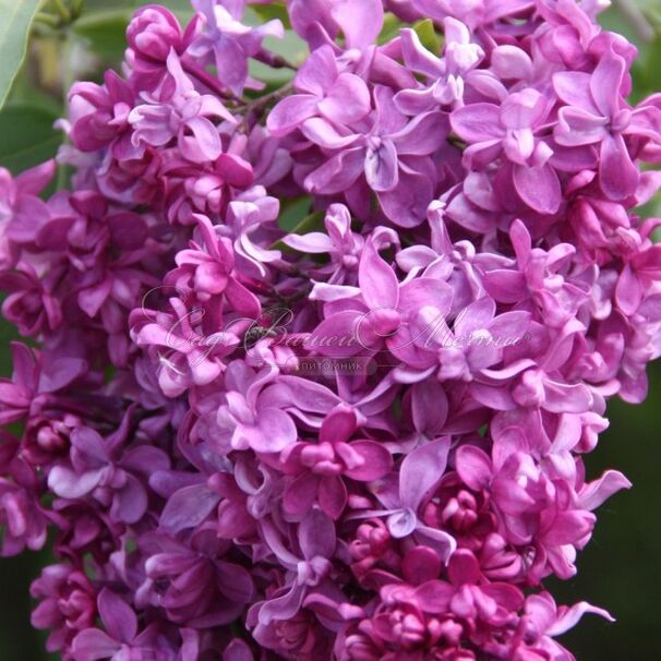 Сирень "Миссис Эдвард Хардлинг" / Syringa vulgaris "Mrs.Edward Harding" — фото 2