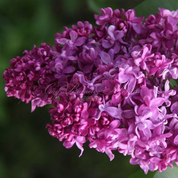 Сирень "Миссис Эдвард Хардлинг" / Syringa vulgaris "Mrs.Edward Harding" — фото 3