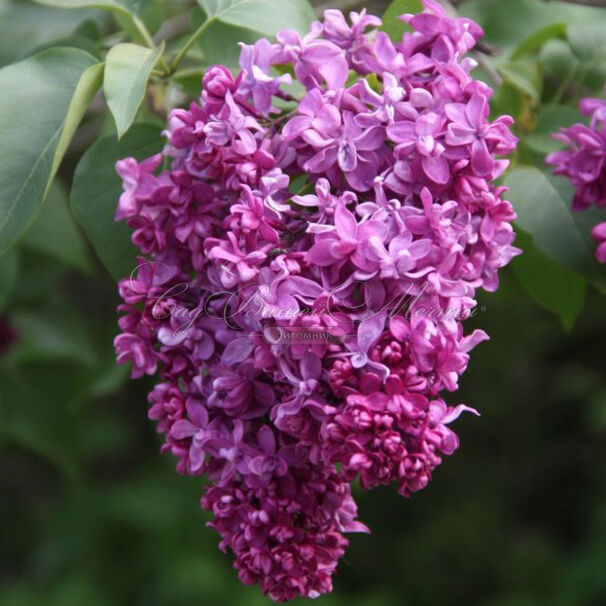 Сирень "Миссис Эдвард Хардлинг" / Syringa vulgaris "Mrs.Edward Harding" — фото 4