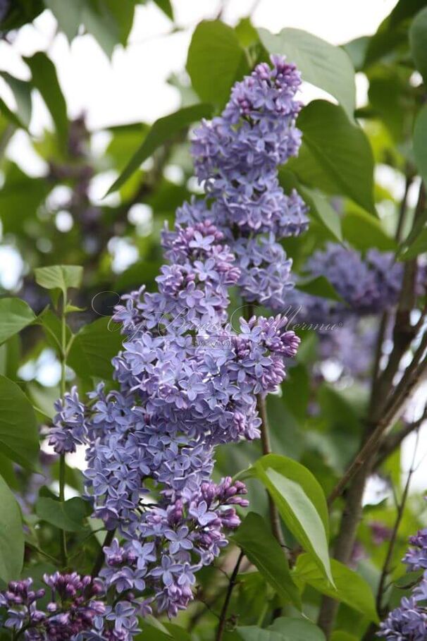 Сирень "Президент Линкольн" / Syringa vulgaris "President Lincoln" — фото 6