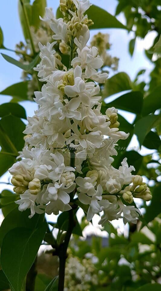 Сирень "Праймроуз" / Syringa vulgaris "Primrose" — фото 6