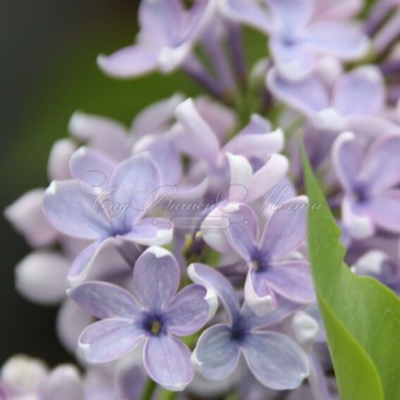 Сирень "Вэджвуд блю" / Syringa vulgaris "Wedgwood Blue" — фото 2