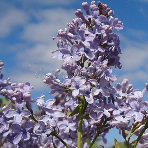 Сирень "Вэджвуд блю" / Syringa vulgaris "Wedgwood Blue" — фото 3