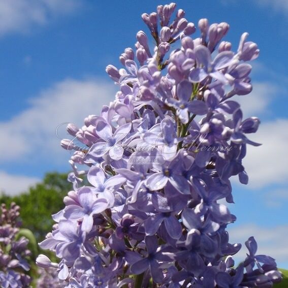 Сирень "Вэджвуд блю" / Syringa vulgaris "Wedgwood Blue" — фото 4