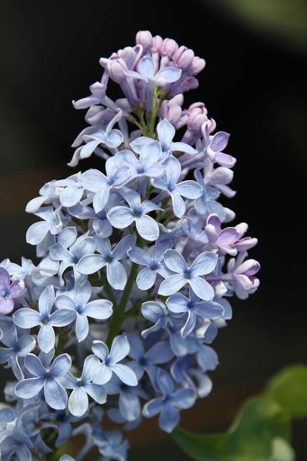 Сирень "Вэджвуд блю" / Syringa vulgaris "Wedgwood Blue" — фото 6
