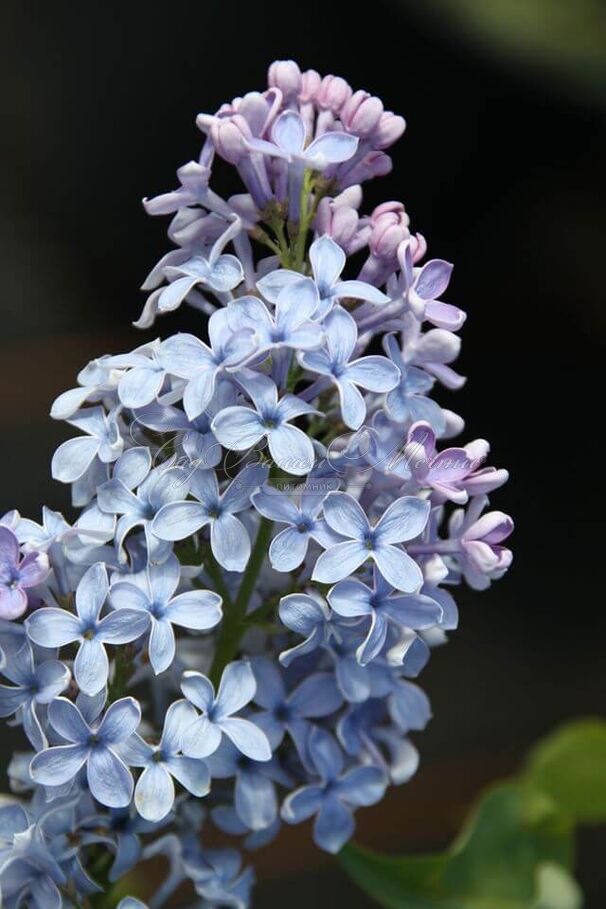 Сирень "Вэджвуд блю" / Syringa vulgaris "Wedgwood Blue" — фото 6