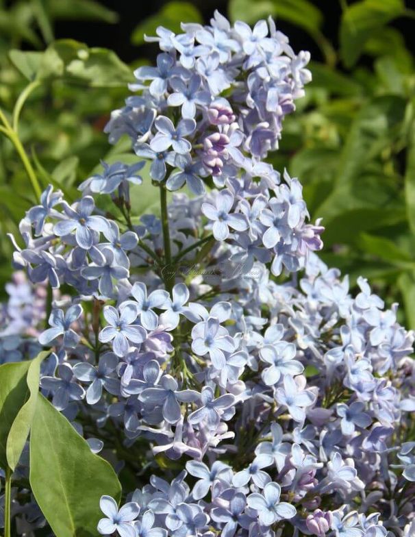 Сирень "Вэджвуд блю" / Syringa vulgaris "Wedgwood Blue" — фото 7