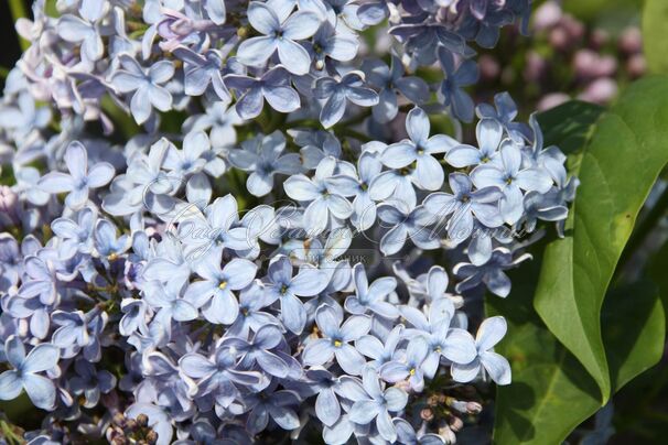 Сирень "Вэджвуд блю" / Syringa vulgaris "Wedgwood Blue" — фото 8