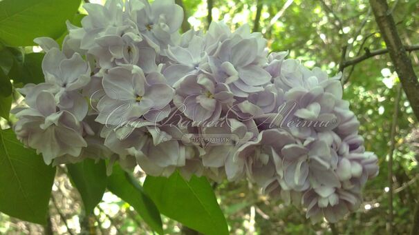 Сирень "Вильям Робинсон" / Syringa vulgaris "William Robinson" — фото 2