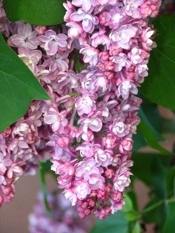 Сирень "Белая Ночь" / Syringa vulgaris "Belaya Noch" — фото 2