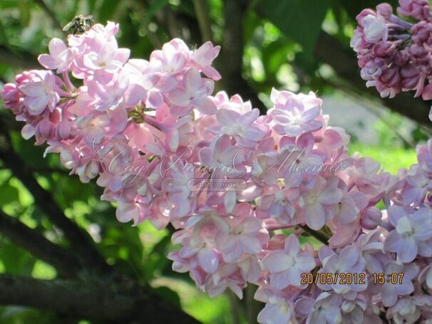 Сирень "Белая Ночь" / Syringa vulgaris "Belaya Noch" — фото 3