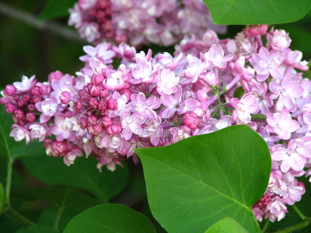 Сирень "Белая Ночь" / Syringa vulgaris "Belaya Noch" — фото 4