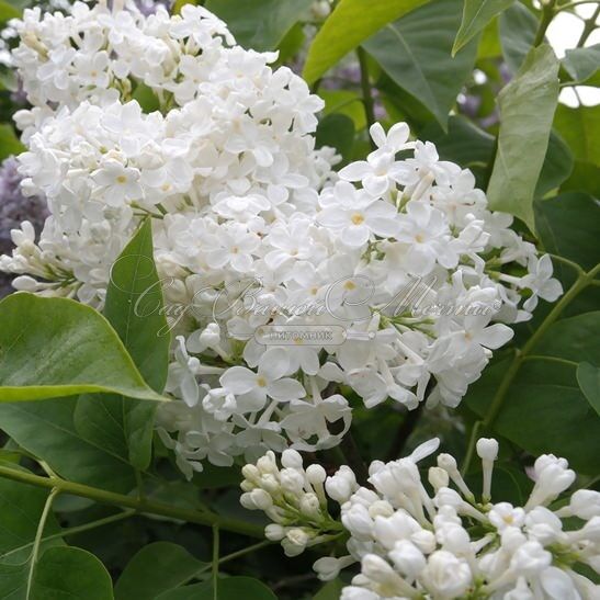 Сирень "Галина Уланова" / Syringa vulgaris "Galina Ulanova" — фото 2