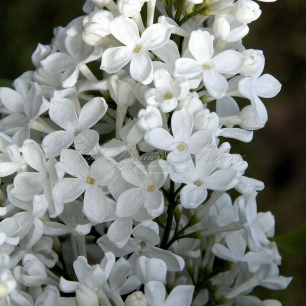 Сирень "Галина Уланова" / Syringa vulgaris "Galina Ulanova" — фото 3