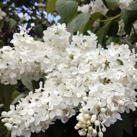 Сирень "Галина Уланова" / Syringa vulgaris "Galina Ulanova" — фото 4