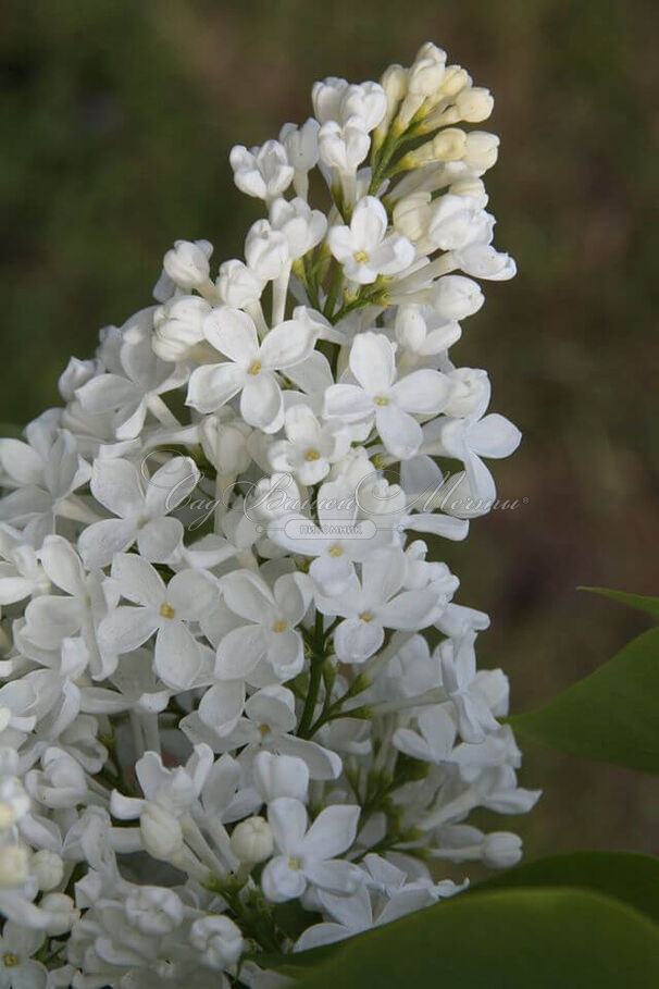 Сирень "Галина Уланова" / Syringa vulgaris "Galina Ulanova" — фото 5