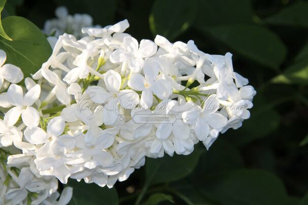 Сирень "Галина Уланова" / Syringa vulgaris "Galina Ulanova" — фото 6