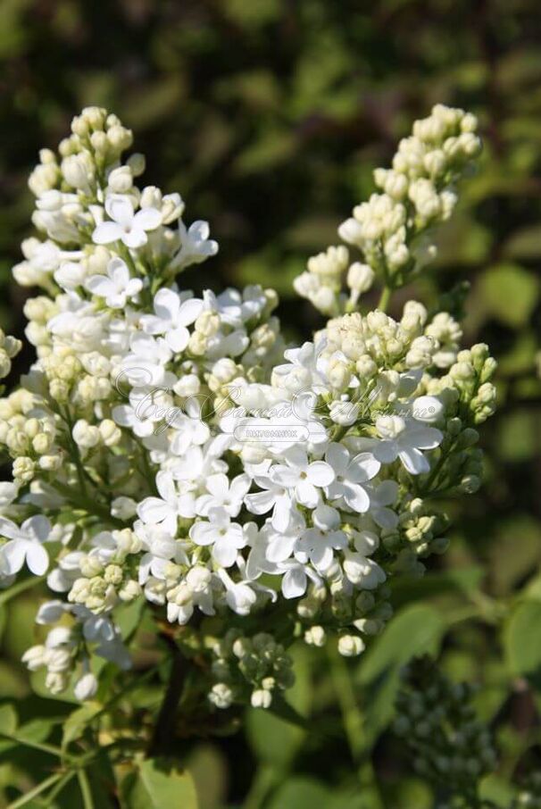 Сирень "Галина Уланова" / Syringa vulgaris "Galina Ulanova" — фото 7