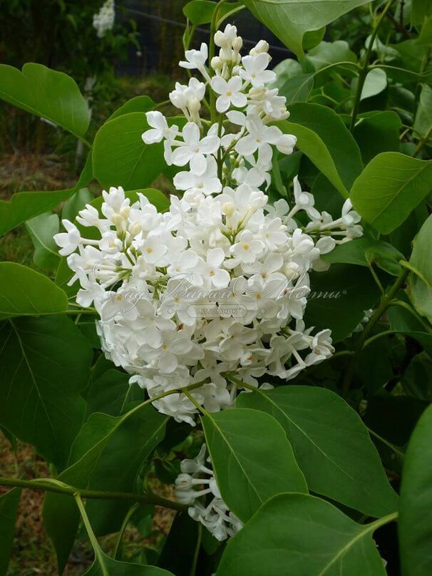 Сирень "Галина Уланова" / Syringa vulgaris "Galina Ulanova" — фото 8