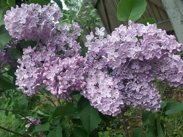 Сирень "Зоя Космодемьянская" / Syringa vulgaris "Zoya Kosmodem'yanskaya" — фото 2